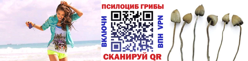 Псилоцибиновые грибы Psilocybe  Сызрань 